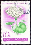 Stamps Romania -  PELARGONIUTA