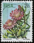 Sellos de Africa - Sud�frica -  Flor