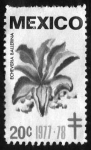 Stamps : America : Mexico :  echeveria ballerina - 20c