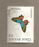 Stamps Hungary -  Ancyluris formosissima
