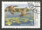 Stamps Russia -  fauna, anade real