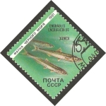 Stamps Russia -  fauna marina, boquerón