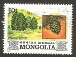 Sellos de Asia - Mongolia -  flora, pino silvestre