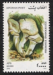 Stamps Afghanistan -  SETAS-HONGOS: 1.100.053,00-Pieurotus spodoleucus