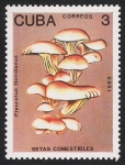 Stamps Cuba -  SETAS-HONGOS: 1.134.012,00-Pleurotus floridanus