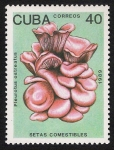 Stamps Cuba -  SETAS-HONGOS: 1.134.015,00-Pleurotus ostreatus (marron)