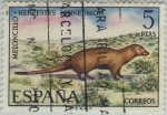Stamps Spain -  fauna iberica-meloncillo-1972