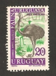 Sellos de America - Uruguay -  fauna, rhea americana