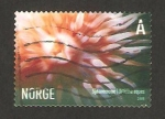 Sellos de Europa - Noruega -  urticina eques, anemona
