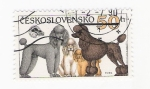 Stamps Czechoslovakia -  Perros