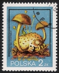 Sellos de Europa - Polonia -  SETAS-HONGOS: 1.211.012,00-Xerocomus parasiticus