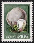 Stamps Poland -  SETAS-HONGOS: 1.211.016,00-Langermannia gigantea