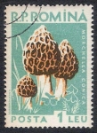 Stamps Romania -  SETAS-HONGOS: 1.213.007,-Morchella conica