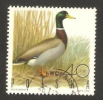 Stamps Poland -  fauna, pato