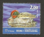 Sellos de Europa - Bosnia Herzegovina -  fauna, anas crecca, cerceta común