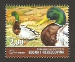 Stamps Bosnia Herzegovina -  fauna, anas platyrhynchos, ánade real