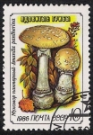 Stamps : Europe : Russia :  SETAS:231.022(1)D.986.40-Y.5306-M.5605-S.5456  Amanita pantherina