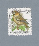 Stamps Belgium -  Pajarito