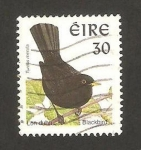 Stamps Ireland -  Turdus merula, un mirlo