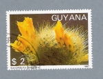 Sellos de America - Guyana -  Sullcorebutia Densiseta