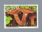 Stamps Guyana -  Lactarius Camphoratius