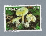 Stamps : America : Guyana :  Amanita Phalloides