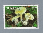 Sellos de America - Guyana -  Amanita Phalloides