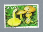 Stamps : America : Guyana :  Suilus Granulatus