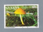 Stamps Guyana -  Pluteus Leoninus