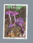 Sellos de America - Guyana -  Laccarria Amethystina