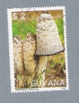 Sellos de America - Guyana -  Corprinus Comatus