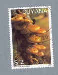 Stamps America - Guyana -  Pholiota Aurivella