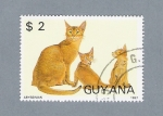 Stamps : America : Guyana :  Gatos ( Abyssinian)