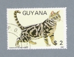 Stamps : America : Guyana :  Gatos (American Shorthaired)