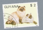 Stamps : America : Guyana :  Gatos (Himalayan)