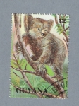 Sellos de America - Guyana -  Koala