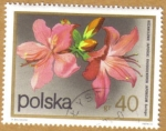 Stamps Europe - Poland -  Flores