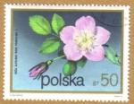 Sellos de Europa - Polonia -  Flores