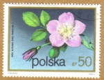 Stamps : Europe : Poland :  Flores