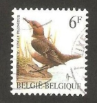 Sellos de Europa - Blgica -  ave, cincle plongeur