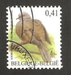 Stamps Belgium -  ave, tourturelle turque