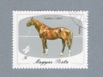 Stamps Hungary -  Caballo