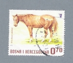 Stamps : Europe : Bosnia_Herzegovina :  Caballo