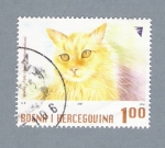 Stamps Bosnia Herzegovina -  Gato