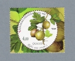 Stamps Croatia -  Ribes Uva