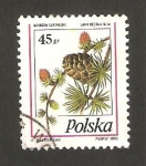 Stamps Poland -  planta, larix decidua miller