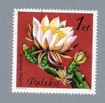 Stamps : Europe : Poland :  Planta Cereus Tonduzil
