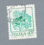 Sellos de Europa - Polonia -  Flor