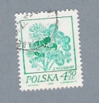 Stamps Poland -  Flor