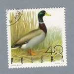 Stamps Poland -  Pato